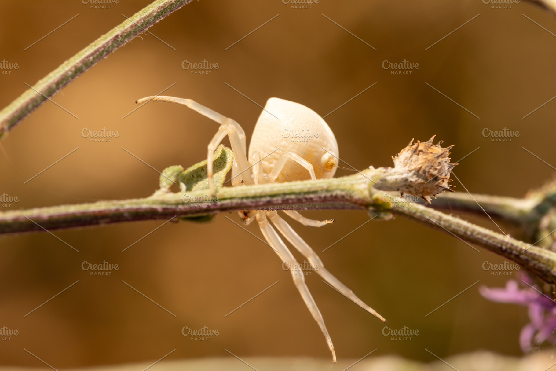 Close-up macro shot of a white crab spider resting on a green pl, a Nature Photo by Ales Munt