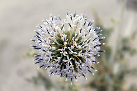 Flower with tangled petals and stems, a Nature Photo by shahsoft