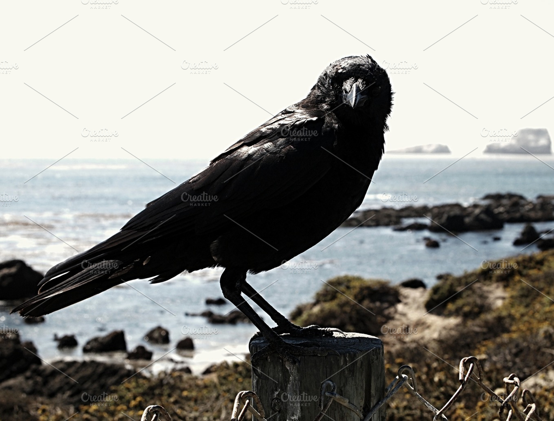Crow Containing Crow Black And Bird