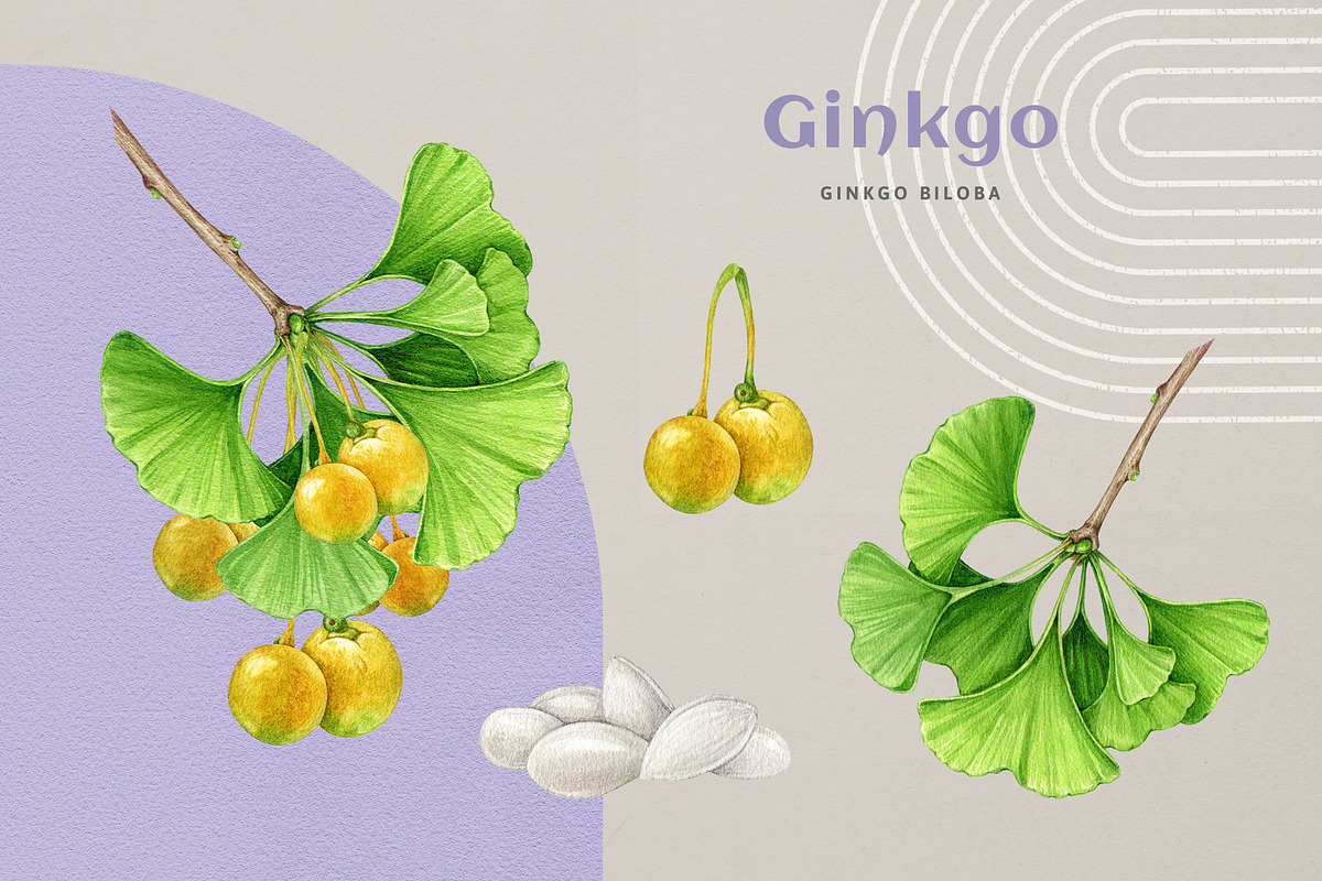 Adaptogenic Medicinal Plant Clipart, a Healthcare Illustration by AnitaPol (Photo 16 of 24)