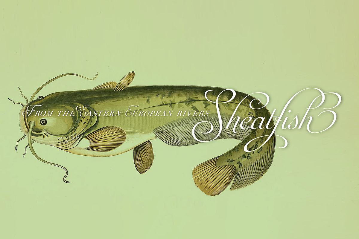 Auberge Script, a Script Font by Sudtipos (Photo 11 of 11)