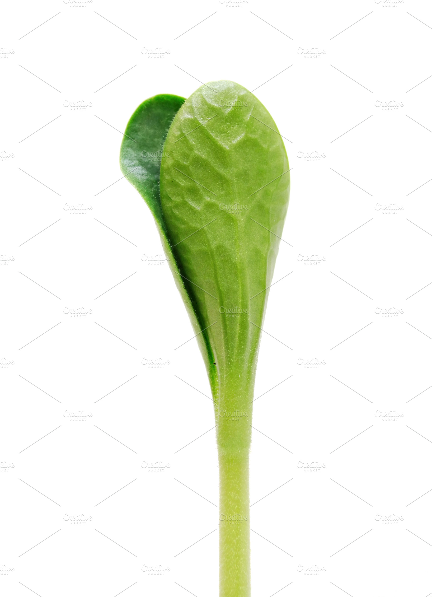 Sprout, a Photo by saiko3p