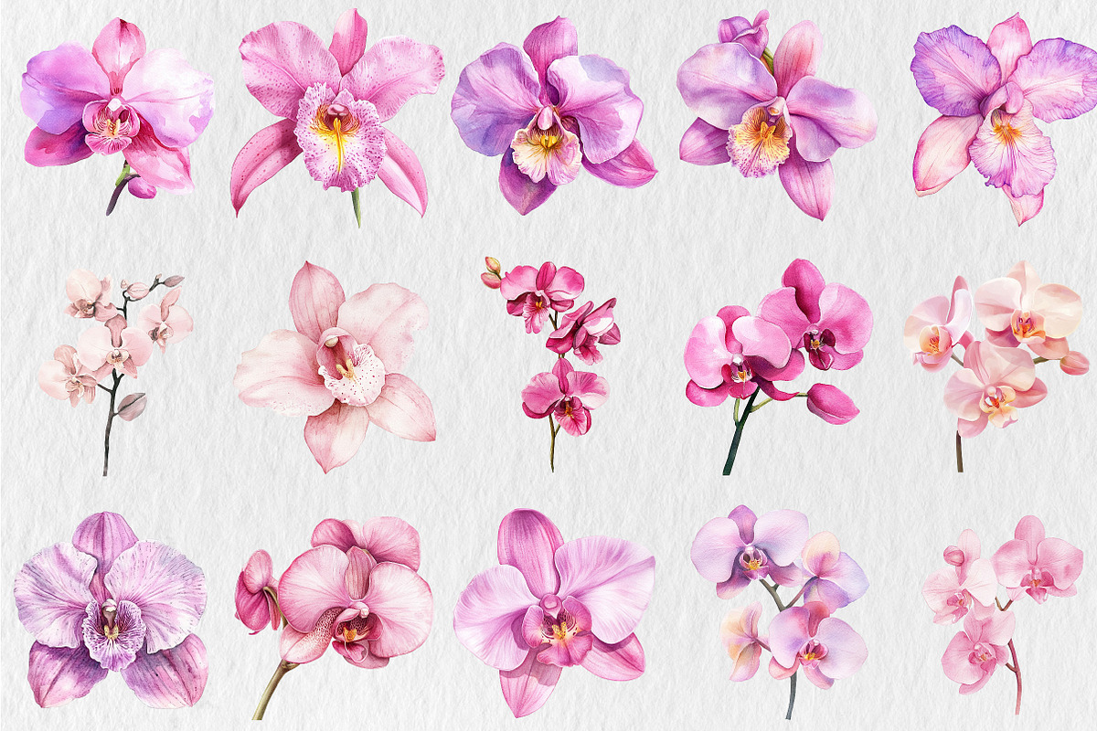Watercolor Pink Orchid Clipart, a Seasonal Illustration by Rose Art (Photo 4 of 6)