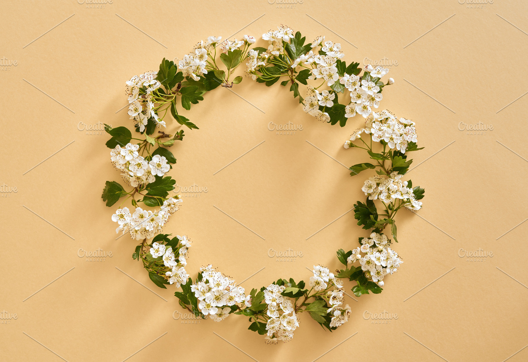Circle made from hawthorn or crataegus flowers in spring, with c, a Food & Drink Photo by Madeleine Steinbach