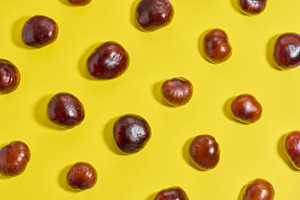 A bright, flat pattern of glossy horse chestnut fruit on a sunny, a Background Photo by ndanko