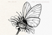 Butterfly. Hand-drawn sketch., an Illustration by Canatic (Thumbnail 2 of 6)