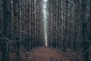 Deep dark pine forest with path, a Nature Photo by Mark Borbely