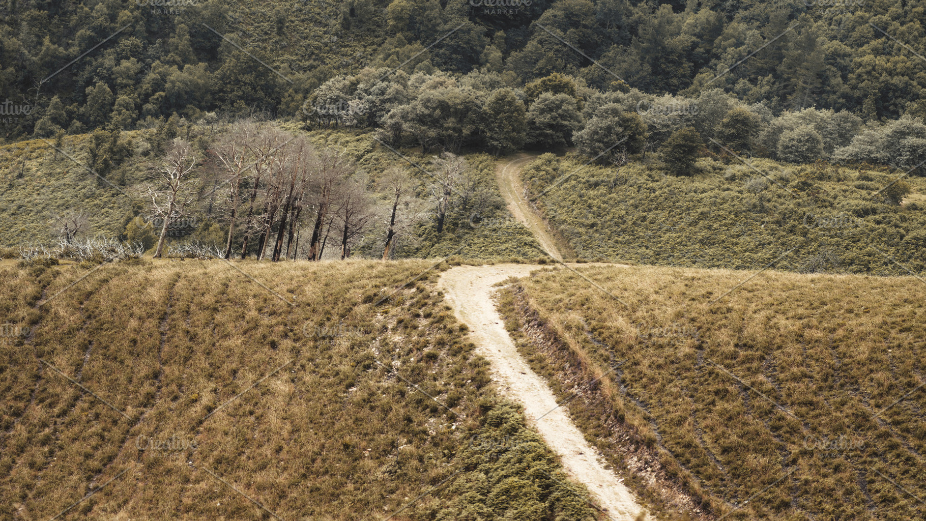 Dirt path on grassy hill, a Nature Photo by SkyNext