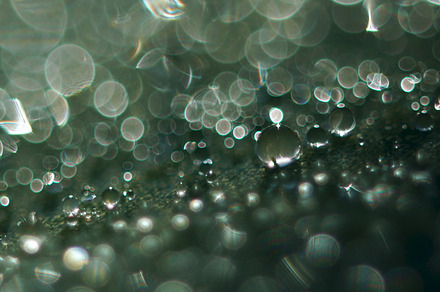 Water bokeh featuring macro, dew, and water