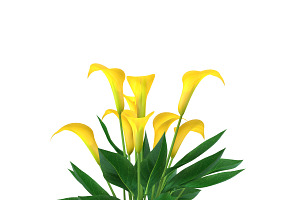 Calla Lily Yellow