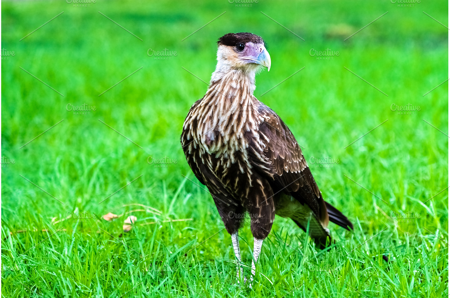 Crested caracara falcon on green, an Animal Photo by Leonid Andronov