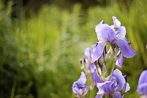 Purple iris stock photograph