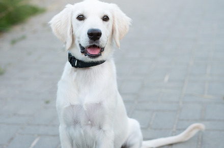 A cute labrador retriever puppy, an Animal Photo by Olena Rudo