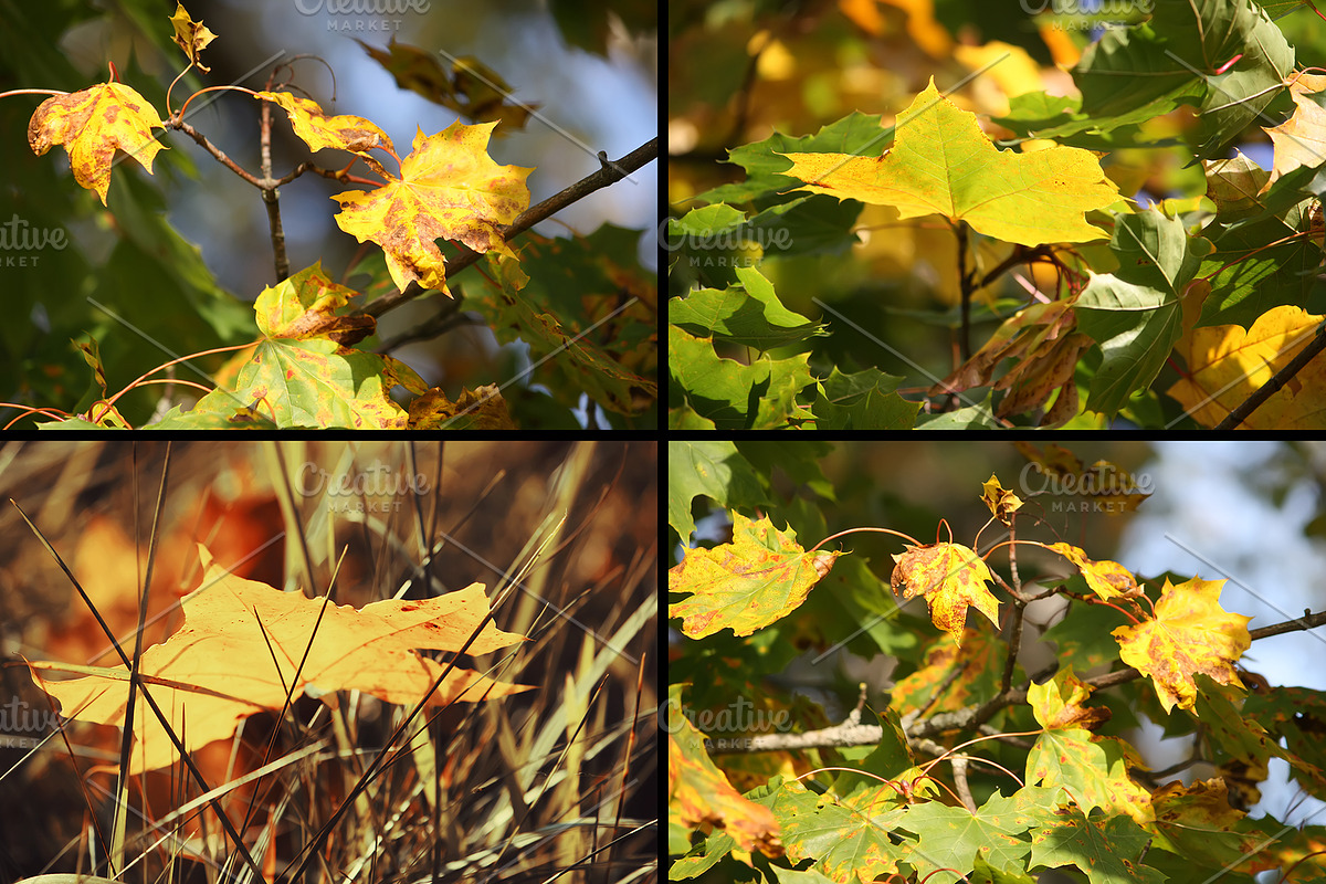 28 autumn nature photo pack, a Nature Photo by pictures for you (Photo 7 of 7)