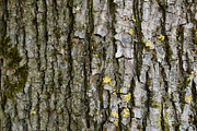 30 Tree Trunk Texture Photos, a Texture Graphic by Bilgep_design (Thumbnail 3 of 16)