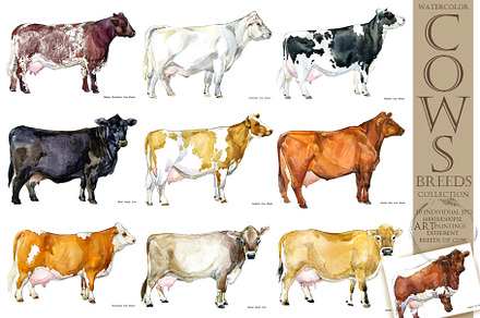 Cow breeds. Cattle watercolor set