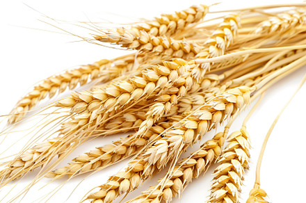Wheat ears isolated on white background, a Nature Photo by AlyaAnd