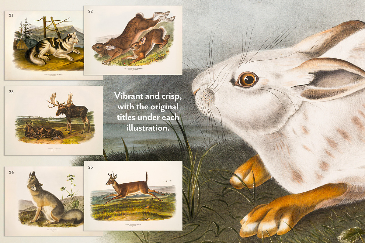 25 Vintage Mammal Prints by Audubon, an Animal Illustration by The Object Atlas (Photo 3 of 10)