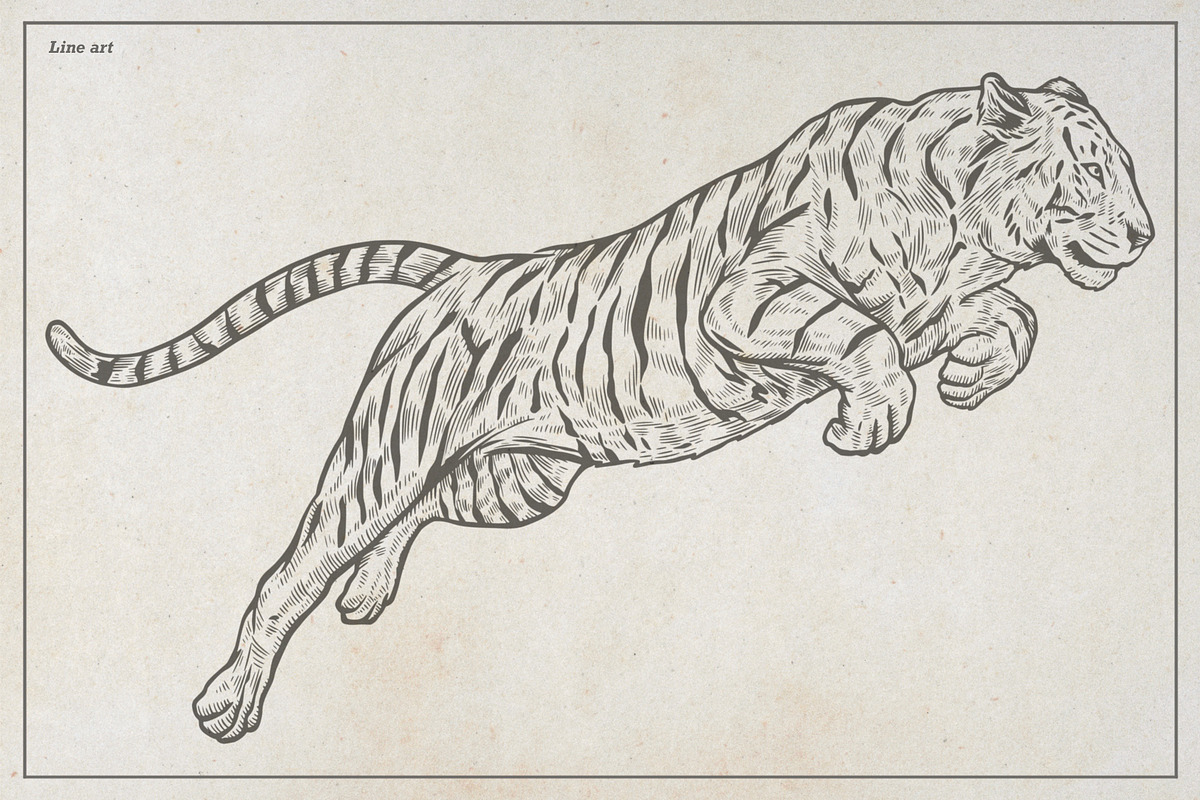 Vintage Tiger Engraving Art, an Animal Illustration by Kusumaillustration (Photo 3 of 6)