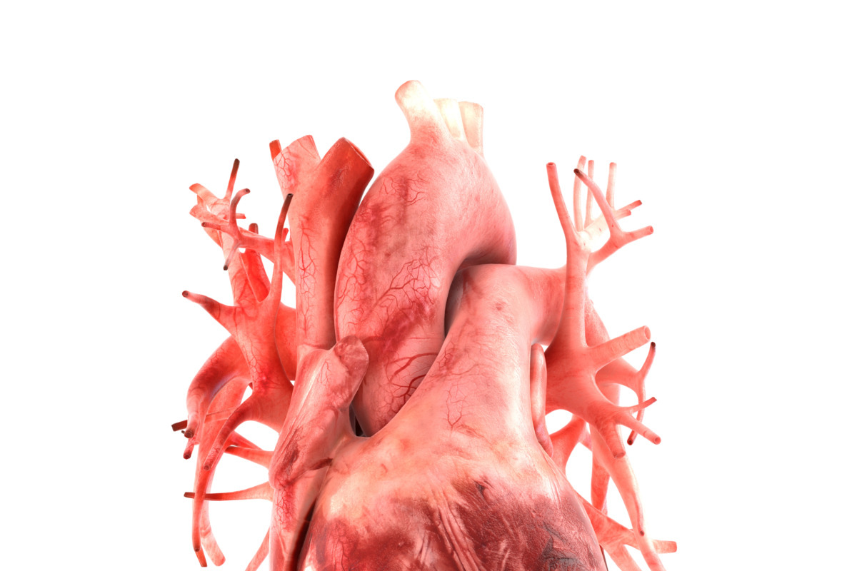 Human internal organs, a Characters & Person 3D Model by konstantin.ermolaev (Photo 18 of 46)