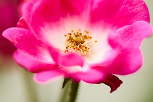 Pink rose flower blooming with white center vertical macro photo. Close-up phot