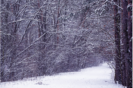 Winter forest with path, a Nature Photo by Nature and travel
