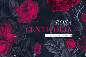 Rosa Centifolia Luxury Patterns