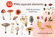 Forest Mushrooms: Edible & Poisonous, a Seasonal Illustration by Elena Malgina Clipart (Thumbnail 2 of 13)