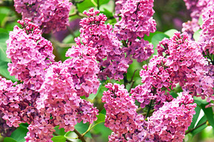 Blossoming purple lilac tree, a Nature Photo by BOOCYS