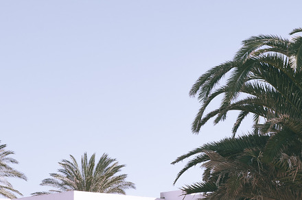 Fashion Canarian minimal tropical location. Palm tree and summer, a Nature Photo by Jenya Porechenskaya