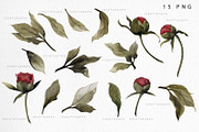 WATERCOLOR BUNDLE Peonies & Roses, an Illustration by ollalya (Thumbnail 3 of 101)