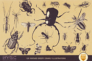 Vintage Insect Illustrations, an Illustration by BackYard Graphics Co. (Thumbnail 3 of 10)