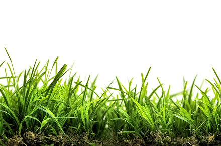 Illustration of green grass isolated on white background. Genera, a Nature Photo by AlyaAnd