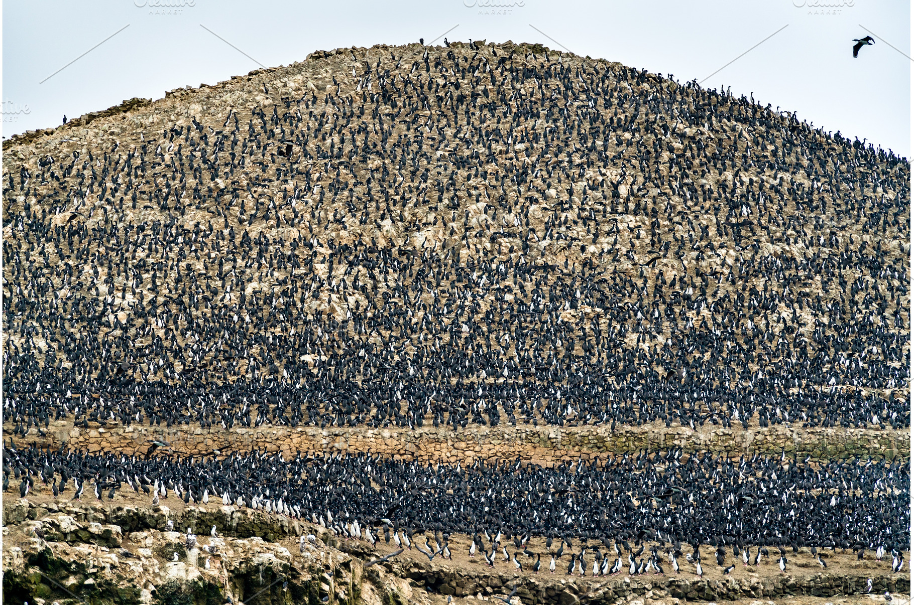 Colony of Guanay cormorants at the, an Animal Photo by Leonid Andronov
