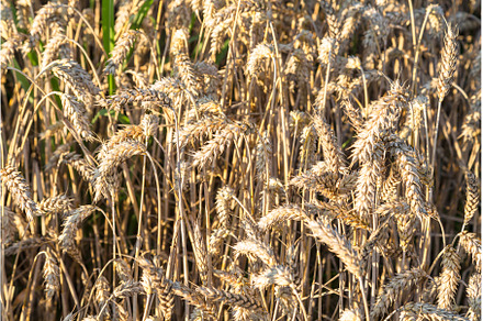 Background of ripening ears of, an Abstract Photo by Rodica Ciorba