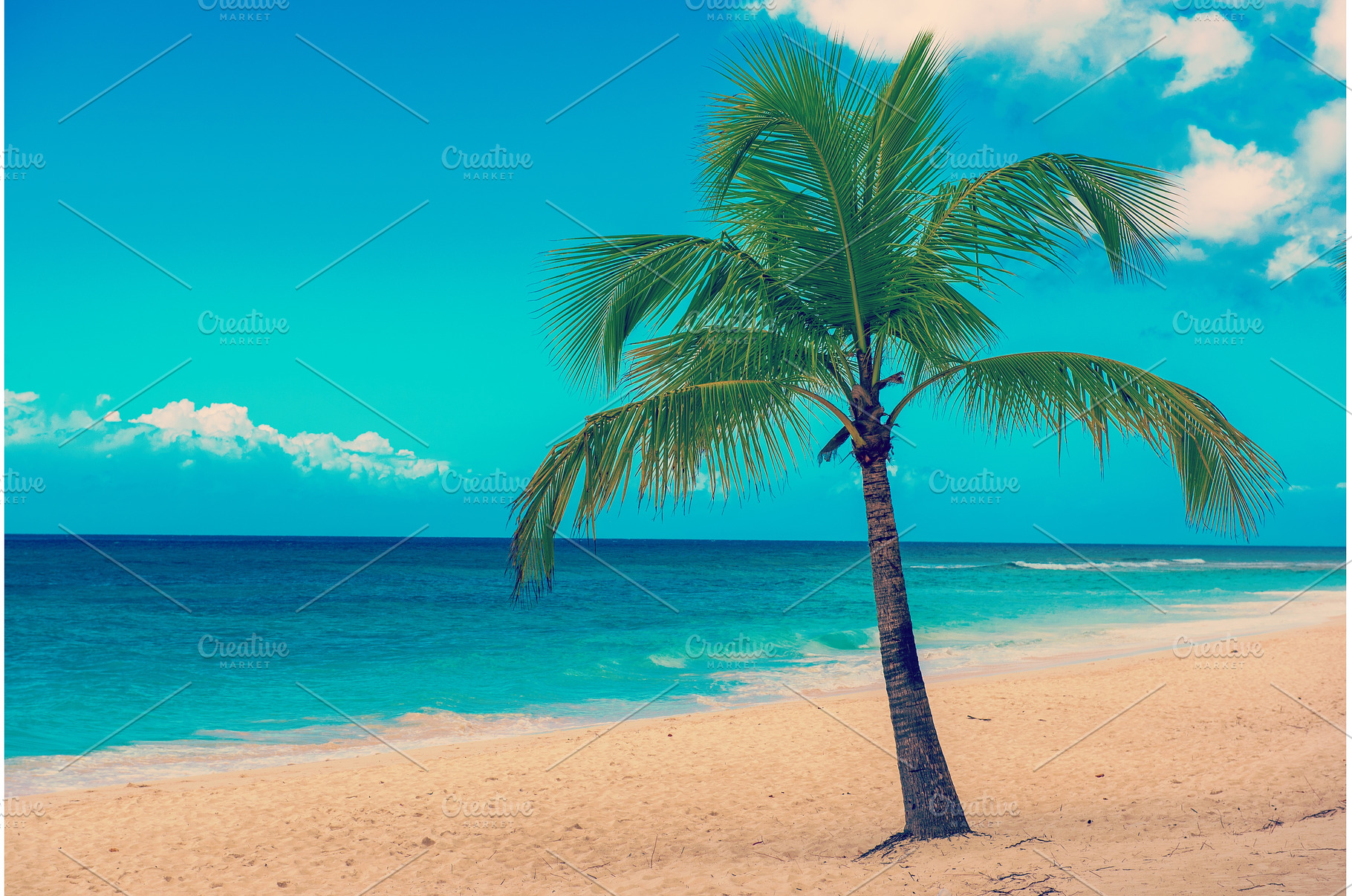 Single palm tree in exotic tropical, a Nature Photo by Nature and travel