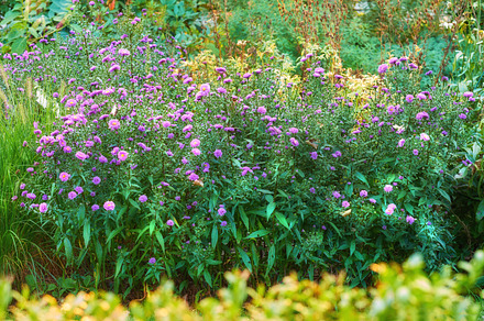 Aster, a Photo by Peopleimages.com