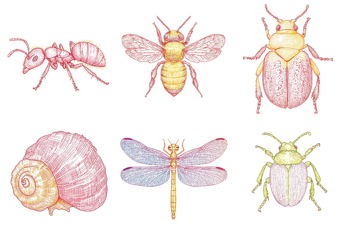 Hand Drawn Insects and Bugs Clipart, a Seasonal Illustration by CitraGraphics (Photo 4 of 6)