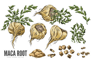 Set of yellow maca root from, a Food Illustration by Sabelskaya