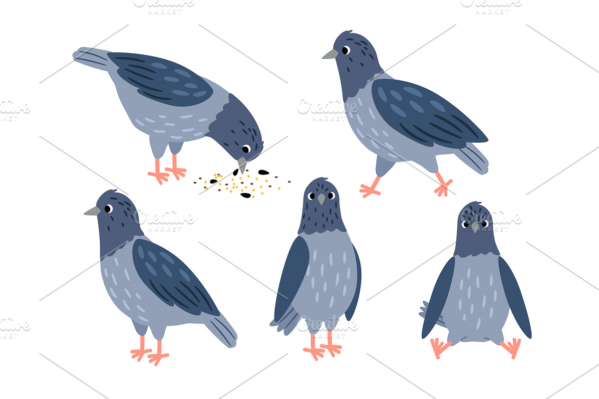 Set of different pigeon poses. Bird, a Graphic by Stock-Smart-Start