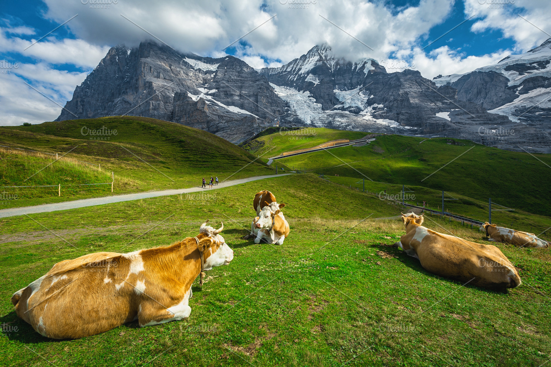 Herd of cows on the mountain pasture, a Nature Photo by Alpine Dreams