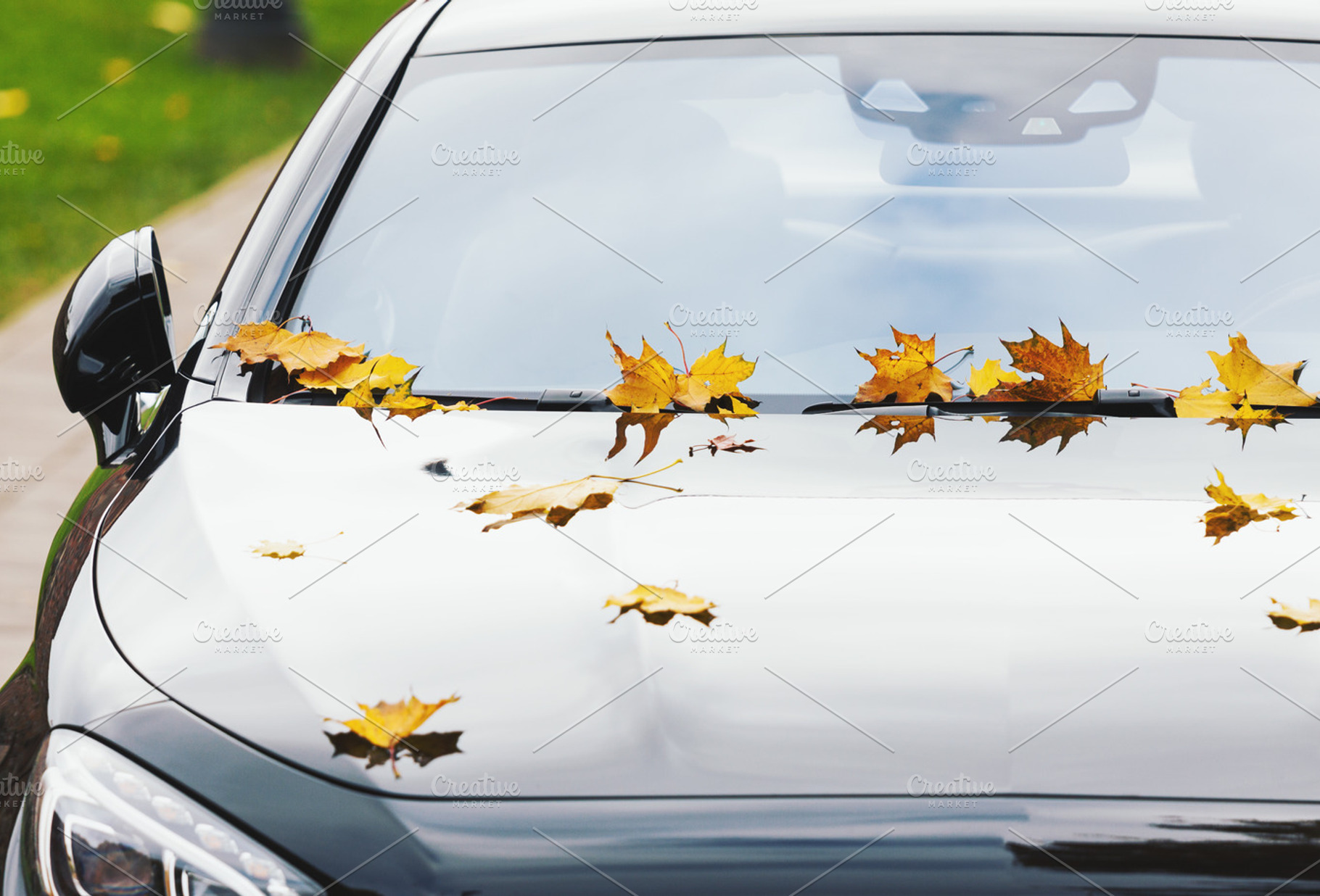 Maple leaves on a new luxury car, a Transportation Photo by BOOCYS