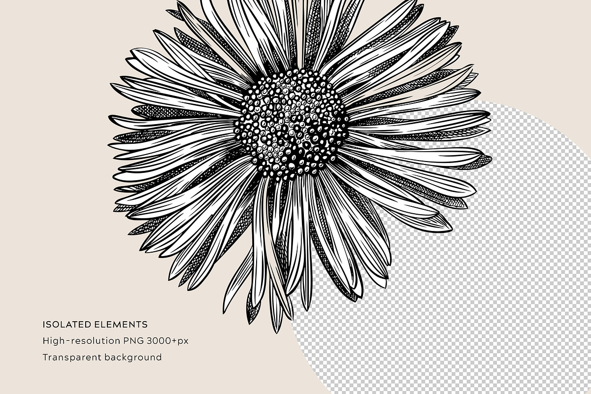 Autumn Leaves and Flowers Vector Set, an Object Graphic by Yevheniia (Photo 10 of 11)