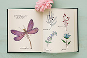 DRAGONFLIES. Watercolor clipart, an Illustration by digital_essence (Thumbnail 4 of 10)