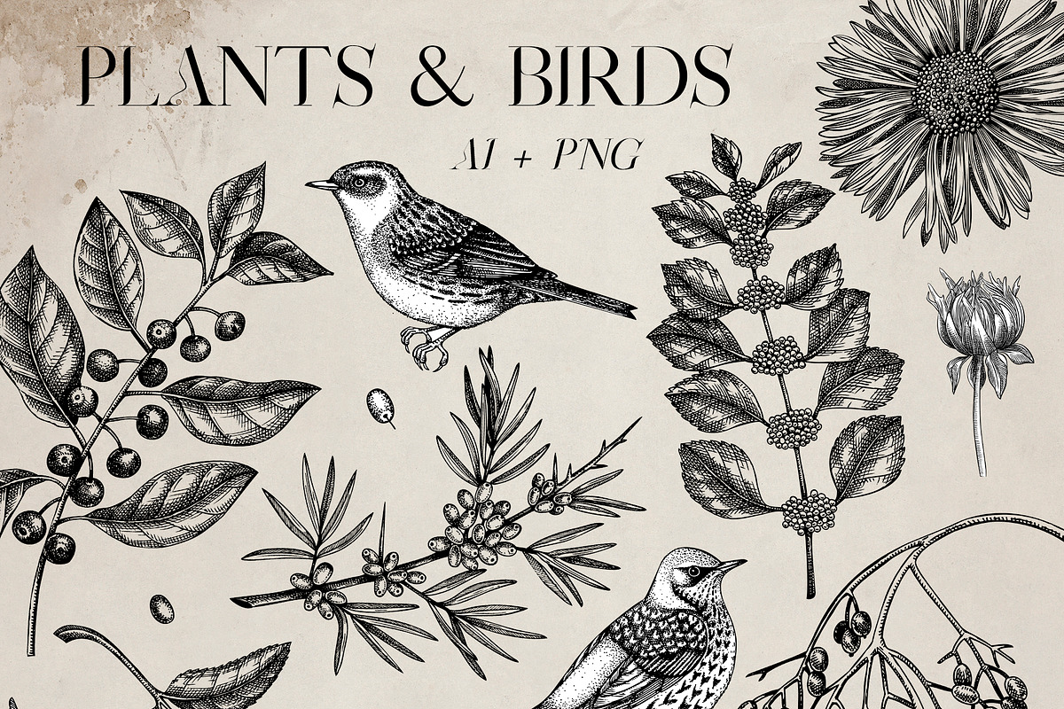 Autumn Flowers & Birds Vector Set, an Object Graphic by Yevheniia (Photo 6 of 8)