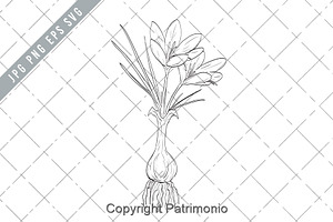 Crocus Sativus or Saffron Drawing, an Illustration by patrimonio