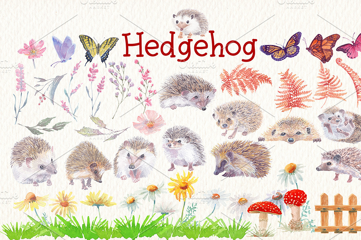 Hedgehog watercolor clipart, an Illustration by Art & Things (Photo 6 of 7)