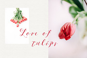 Tulips stock photo series, a Nature Photo by Nellaino (Thumbnail 5 of 6)