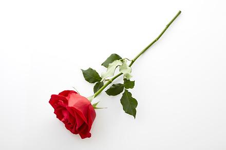 Single beautiful red rose stock photo containing roes-flower and flower, a Holiday Photo by 1981 Rustic studio kan