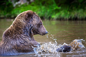 Brown bear shaking off water after swimming in a river, droplets